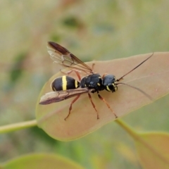 Taeniogonalos sp. (genus) (A hyperparasitic wasp) at Cook, ACT - 18 Jan 2022 by CathB