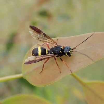 Taeniogonalos sp. (genus) (A hyperparasitic wasp) at Aranda Bushland - 18 Jan 2022 by CathB