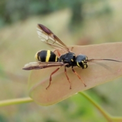 Taeniogonalos sp. (genus) at Cook, ACT - 18 Jan 2022