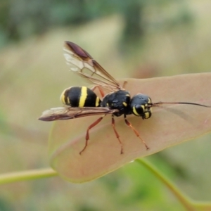 Taeniogonalos sp. (genus) at Cook, ACT - 18 Jan 2022