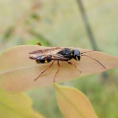 Taeniogonalos sp. (genus) at Cook, ACT - 18 Jan 2022