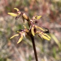 Corunastylis apostasioides (Freak Midge Orchid) at Saint George, NSW - 15 Feb 2022 by AnneG1