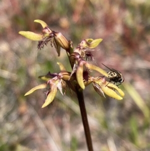 Corunastylis apostasioides at Saint George, NSW - suppressed