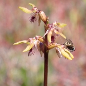 Corunastylis apostasioides at Saint George, NSW - suppressed