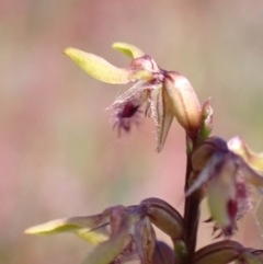 Corunastylis apostasioides at Saint George, NSW - suppressed