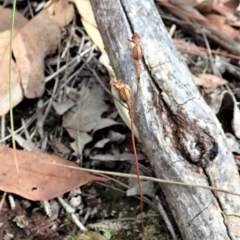 Caleana minor (Small Duck Orchid) at Aranda, ACT - 1 Feb 2022 by CathB