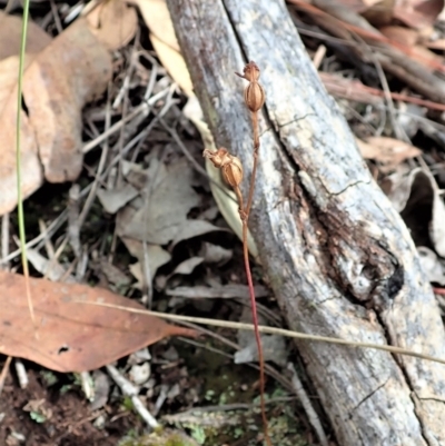 Caleana minor (Small Duck Orchid) at Aranda Bushland - 1 Feb 2022 by CathB