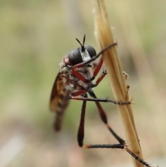 Neosaropogon sp. (genus) (A robber fly) at Aranda, ACT - 1 Feb 2022 by CathB