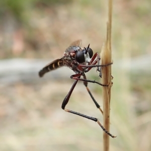 Neosaropogon sp. (genus) at Aranda, ACT - 2 Feb 2022