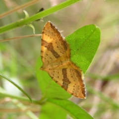 Chrysolarentia polyxantha (Yellow Carpet Moth) at Cotter River, ACT - 13 Feb 2022 by MatthewFrawley