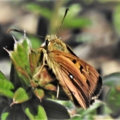 Trapezites eliena (Orange Ochre) at Booth, ACT - 15 Feb 2022 by JohnBundock