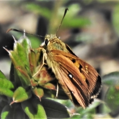 Trapezites eliena (Orange Ochre) at Booth, ACT - 15 Feb 2022 by JohnBundock