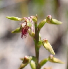 Corunastylis apostasioides (Freak Midge orchid) at Morton National Park - 15 Feb 2022 by AnneG1