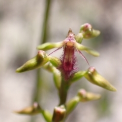 Corunastylis apostasioides at Saint George, NSW - suppressed