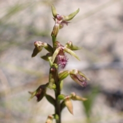 Corunastylis apostasioides at Saint George, NSW - suppressed