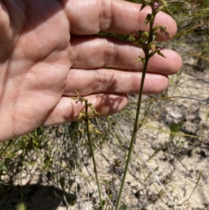 Corunastylis apostasioides at Saint George, NSW - suppressed