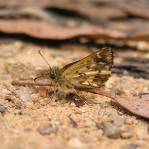 Anisynta monticolae at Cotter River, ACT - suppressed