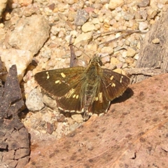 Anisynta monticolae at Cotter River, ACT - 13 Feb 2022