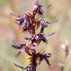 Corunastylis superba at Saint George, NSW - 15 Feb 2022