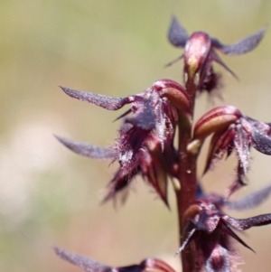 Corunastylis superba at Saint George, NSW - 15 Feb 2022