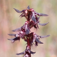 Corunastylis superba at Saint George, NSW - 15 Feb 2022