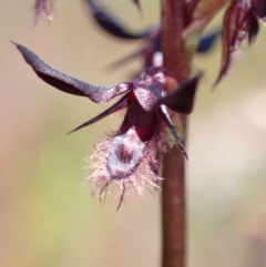 Corunastylis superba at Saint George, NSW - 15 Feb 2022