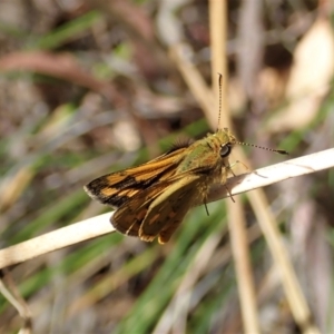 Ocybadistes walkeri at Cook, ACT - 5 Feb 2022