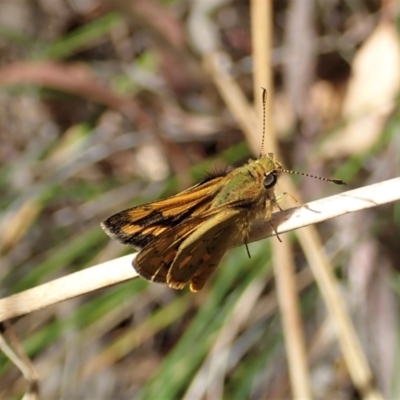 Ocybadistes walkeri (Green Grass-dart) at Cook, ACT - 5 Feb 2022 by CathB