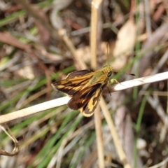 Ocybadistes walkeri at Cook, ACT - 5 Feb 2022 04:43 PM