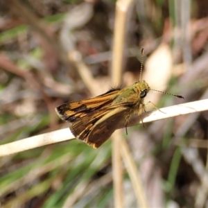 Ocybadistes walkeri at Cook, ACT - 5 Feb 2022