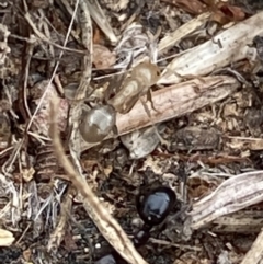 Papyrius nitidus (Shining Coconut Ant) at Macarthur, ACT - 28 Jan 2022 by RAllen