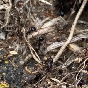 Papyrius nitidus at Macarthur, ACT - 29 Jan 2022