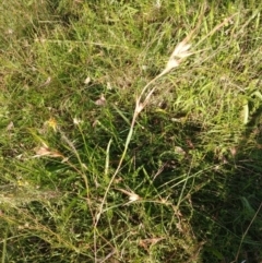 Themeda triandra (Kangaroo Grass) at Hackett, ACT - 11 Feb 2022 by Avery