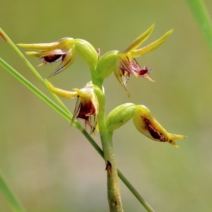 Corunastylis sagittifera at Glenquarry, NSW - suppressed