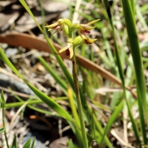 Corunastylis sagittifera at Glenquarry, NSW - suppressed