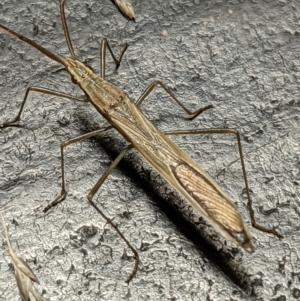 Mutusca brevicornis at Watson, ACT - 10 Feb 2022