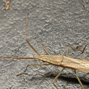 Mutusca brevicornis at Watson, ACT - 10 Feb 2022