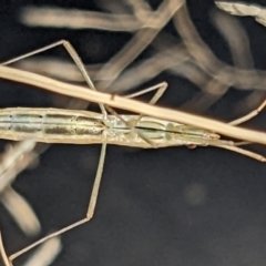 Mutusca brevicornis at Watson, ACT - 10 Feb 2022