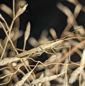 Mutusca brevicornis at Watson, ACT - 10 Feb 2022