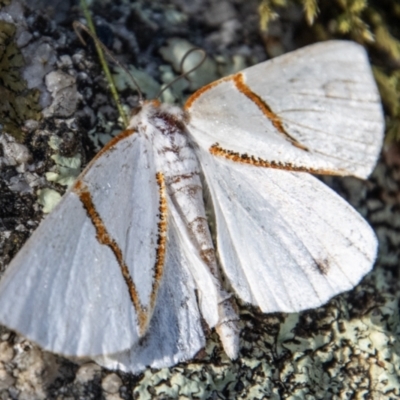 Thalaina selenaea (Orange-rimmed Satin Moth) at Tidbinbilla Nature Reserve - 9 Feb 2022 by SWishart