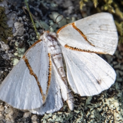 Thalaina selenaea (Orange-rimmed Satin Moth) at Paddys River, ACT - 8 Feb 2022 by SWishart