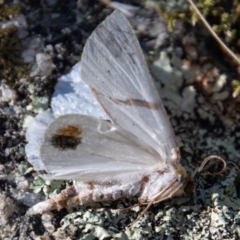 Thalaina selenaea at Paddys River, ACT - 9 Feb 2022