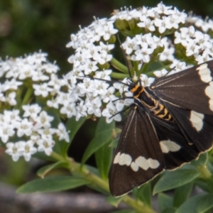 Nyctemera amicus at Paddys River, ACT - 9 Feb 2022