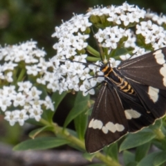 Nyctemera amicus (Senecio or Magpie moth) at Paddys River, ACT - 9 Feb 2022 by SWishart