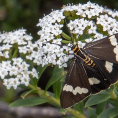 Nyctemera amicus (Senecio Moth, Magpie Moth, Cineraria Moth) at Tidbinbilla Nature Reserve - 9 Feb 2022 by SWishart