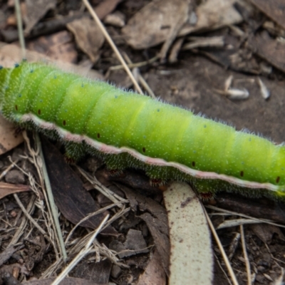 Opodiphthera helena (Helena Gum Moth) at Paddys River, ACT - 9 Feb 2022 by SWishart