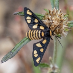 Amata (genus) at Paddys River, ACT - 9 Feb 2022 05:23 PM