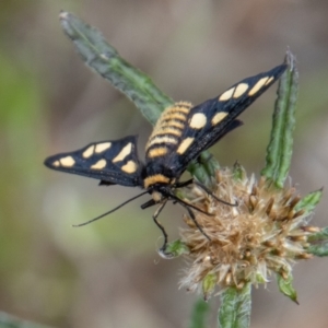 Amata (genus) at Paddys River, ACT - 9 Feb 2022 05:23 PM