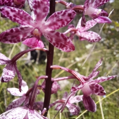 Dipodium punctatum (Blotched Hyacinth Orchid) at Paddys River, ACT - 14 Feb 2022 by MargMahoney
