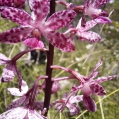 Dipodium punctatum (Blotched Hyacinth Orchid) at Gibraltar Pines - 14 Feb 2022 by MargMahoney